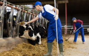 Dairy Factory Jobs in Poland with Visa Sponsorship